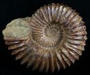 Wide Mantelliceras Ammonite - Very Heavy #6404-1